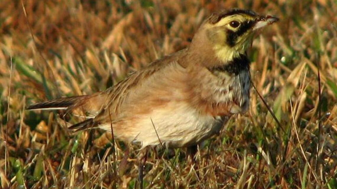 Breeding Bird Survey yields 56 species over 25-mile route