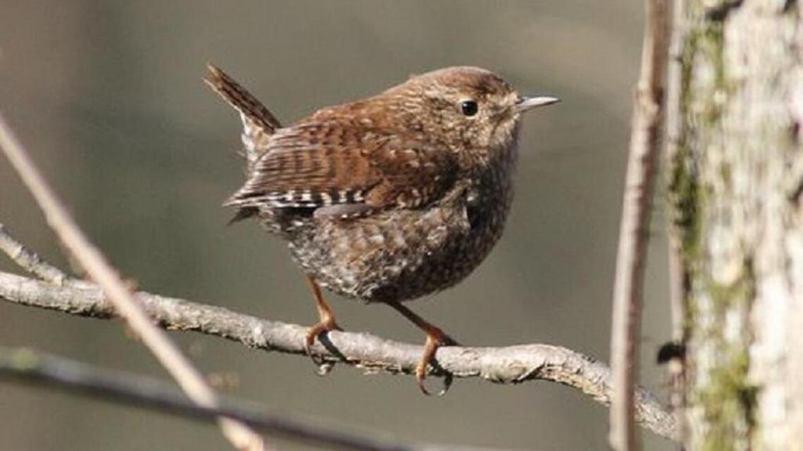 Four Mile Creek Greenway is a good site to look for winter wrens