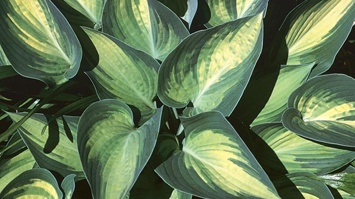 This hosta named June is an excellent choice for growing in a medium-to-large container
