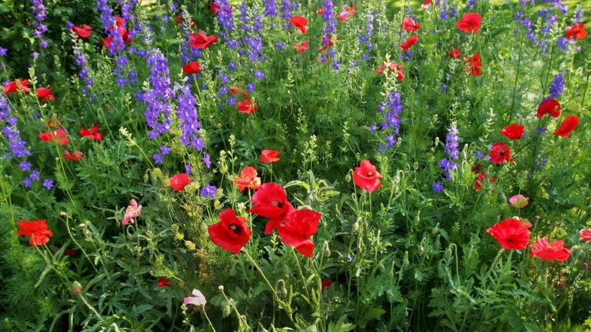 Poppies and larkspur make a great color combination, and you can grow them from seeds