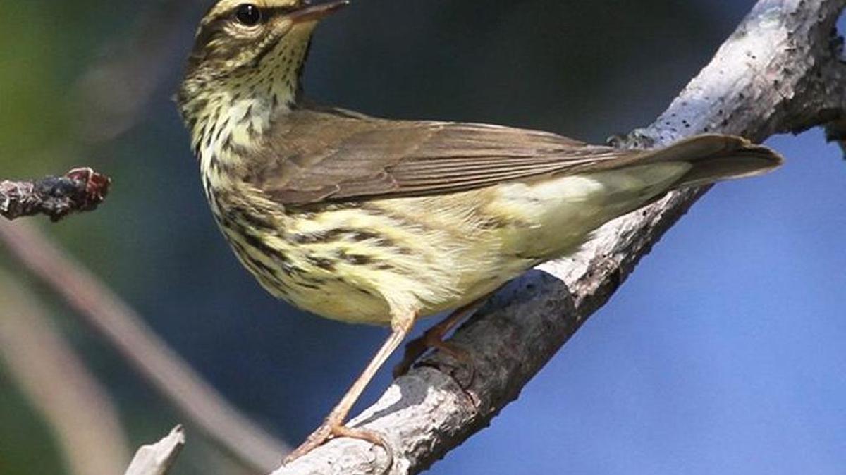 Northern waterthrush.