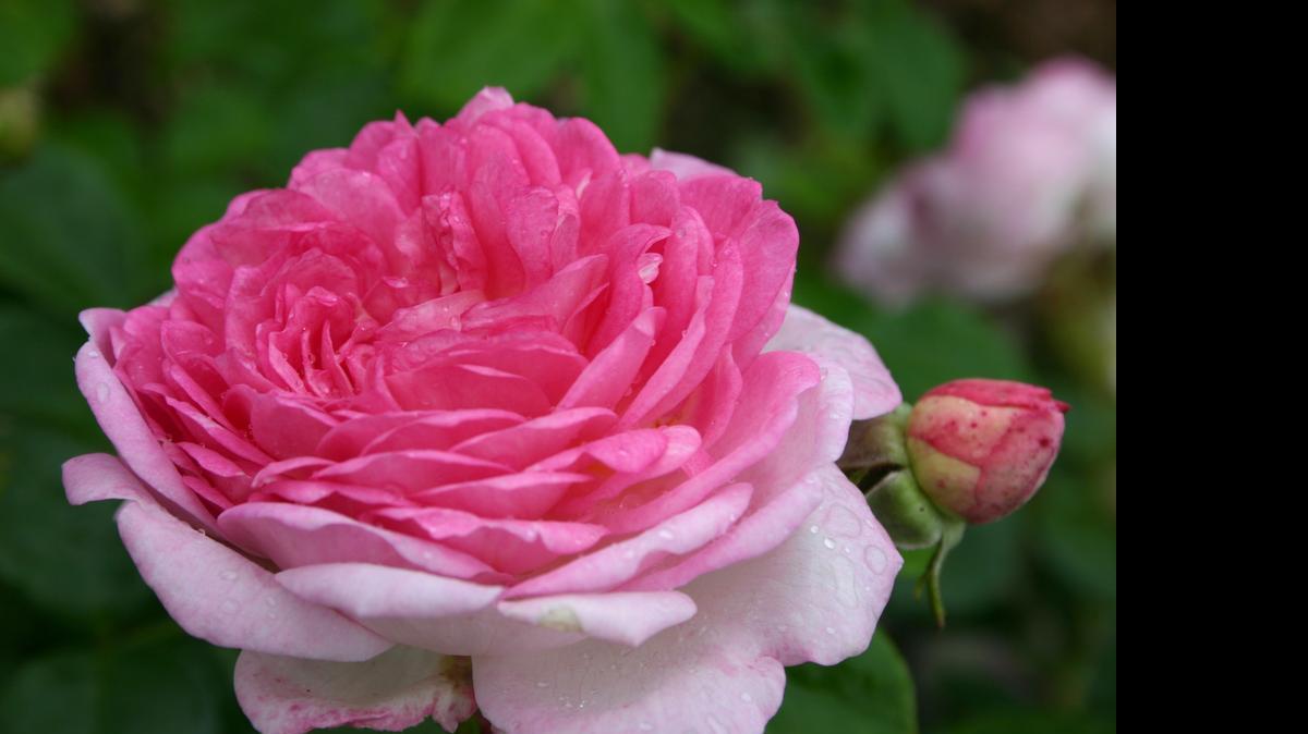 
Roses are favorites in Piedmont gardens. This one is the climbing rose Jasmina.

