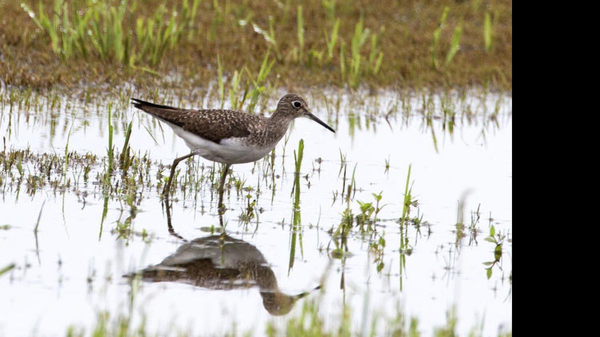 
A solitary sandpiper.
