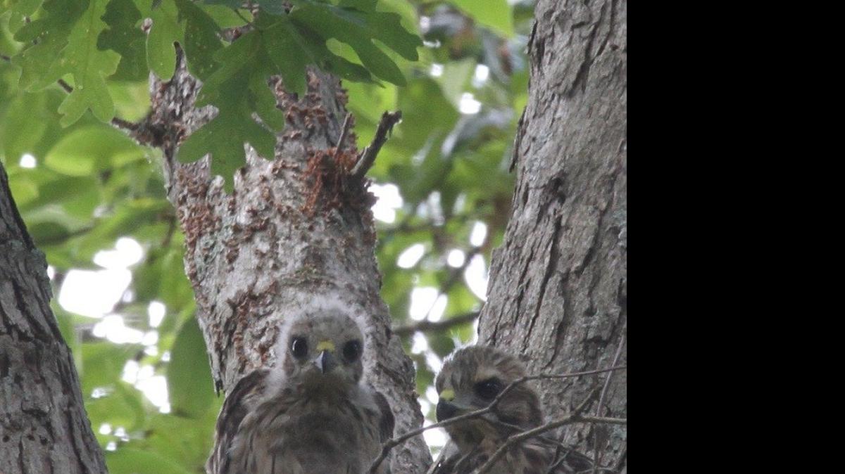 
Red-shouldered hawks are becoming a common yard-nesting bird in local residential areas.
