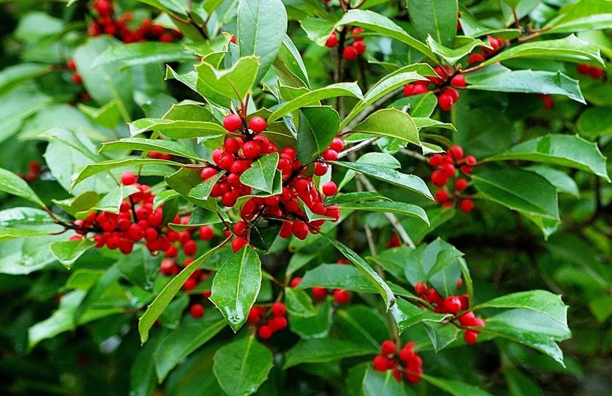 Hollies are valuable plants for home landscapes and come in a wide range of heights and widths at maturity. Take care to choose the right one for the space you have for it.