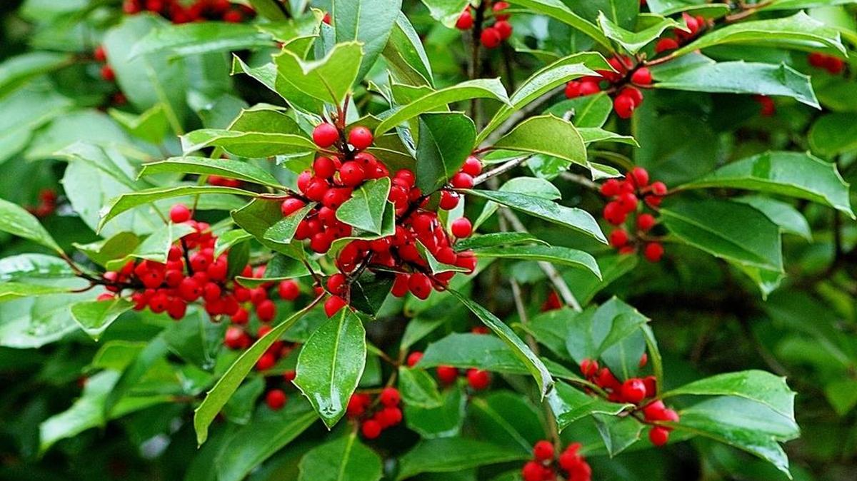 Hollies are valuable plants for home landscapes and come in a wide range of heights and widths at maturity. Take care to choose the right one for the space you have for it.