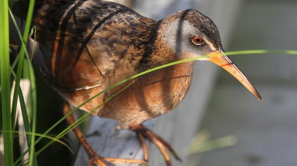 Keep an eye out for birds in odd places as migrants arrive