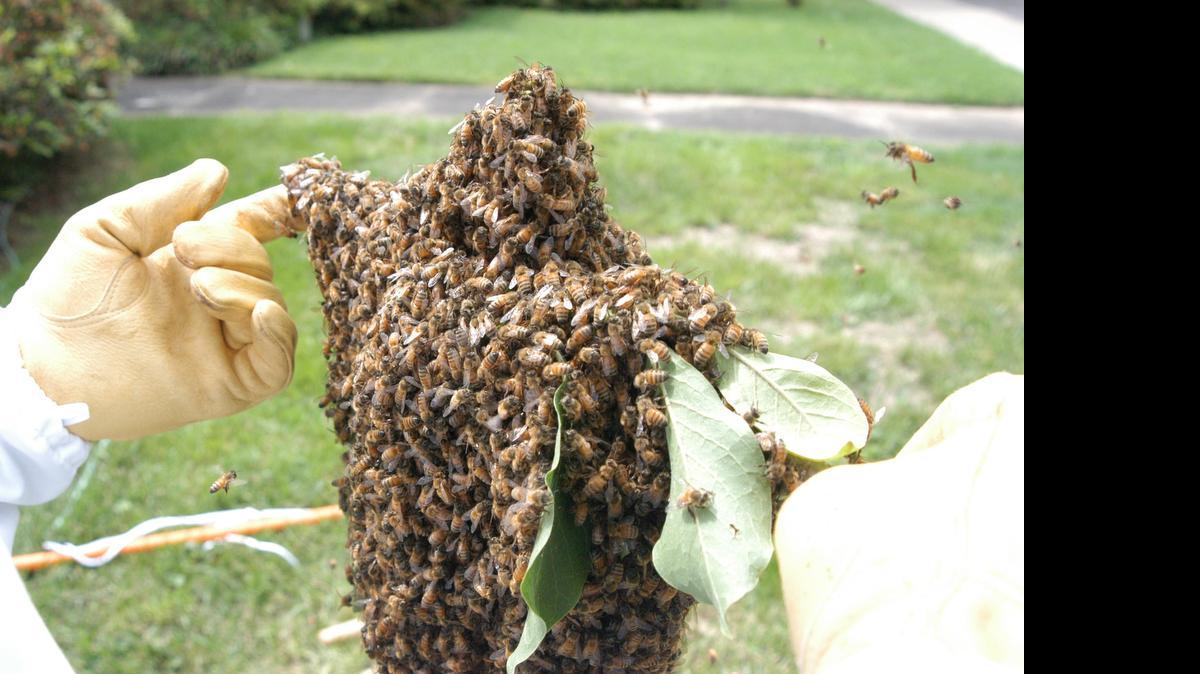 
A honeybee swarm gathers on a tree branch. 
