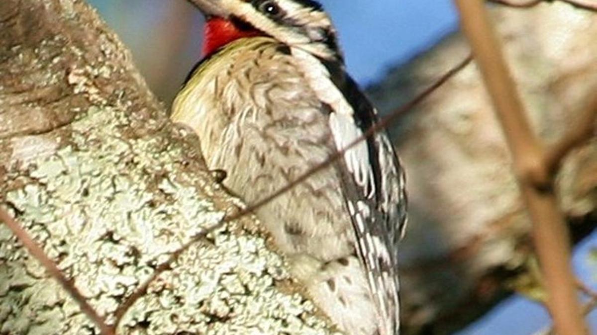 The photo this week is of a yellow-bellied sapsucker by John Ennis.