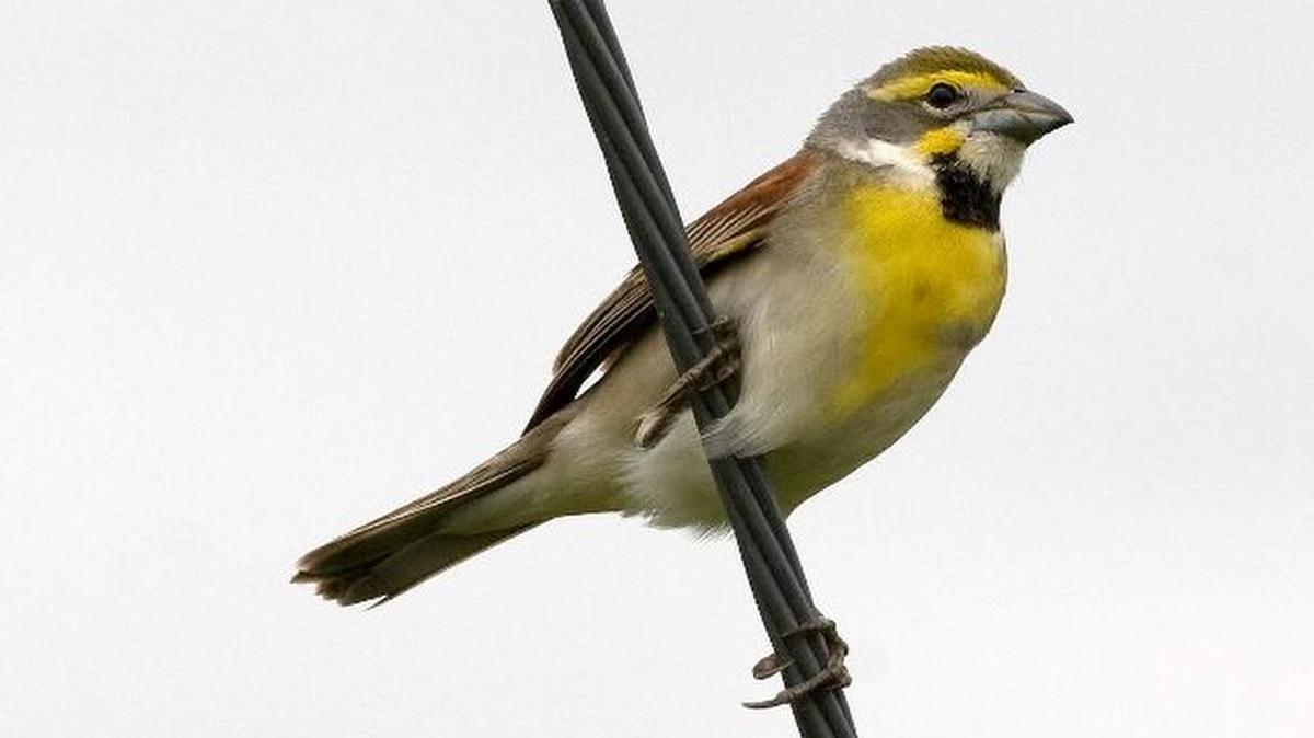A dickcissel.
