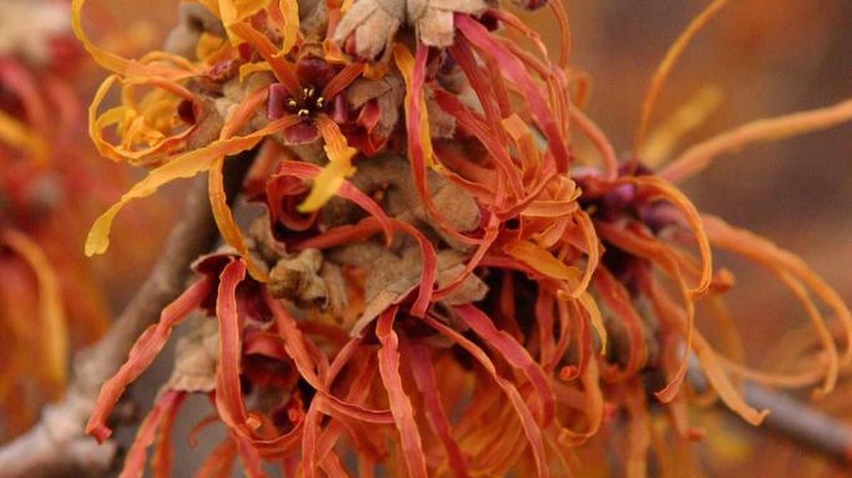 Jelena witch hazel has some of the most unsual flowers and blooms in winter