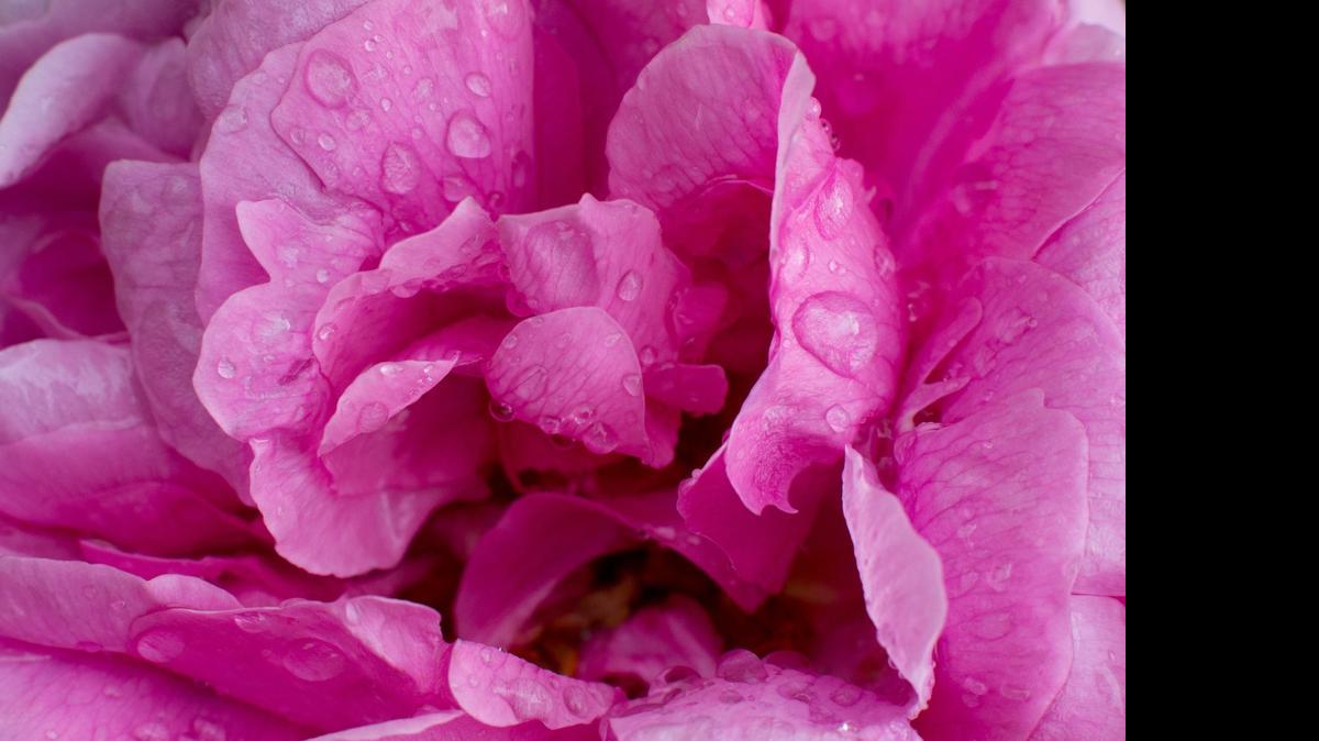 
Get gardening advice Saturday in Davidson.

