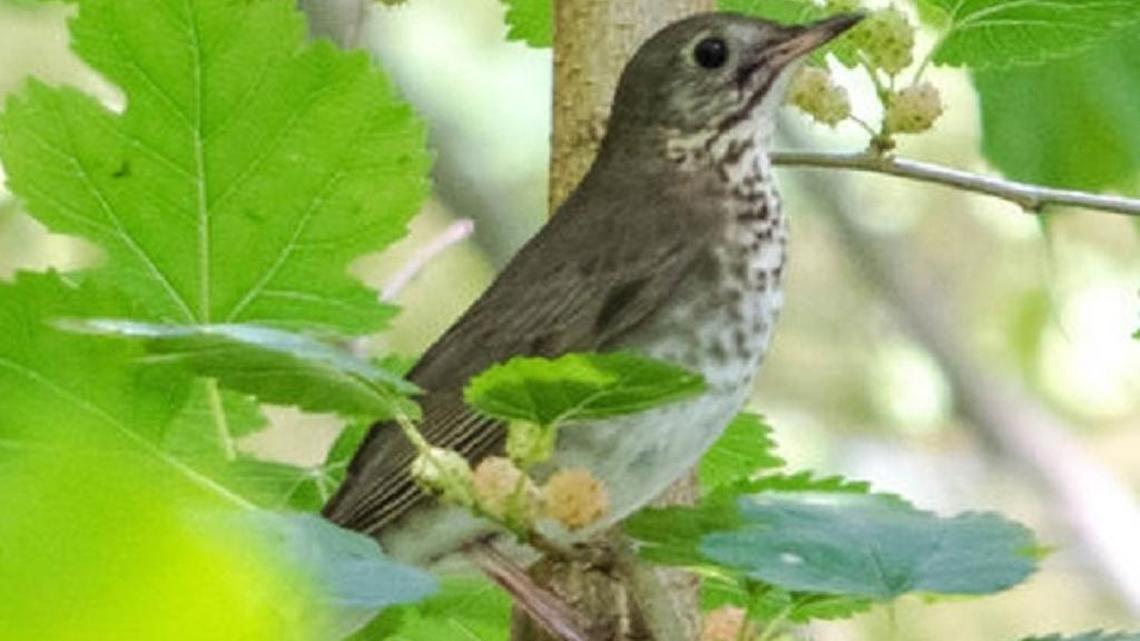 Gray-cheeked thrush