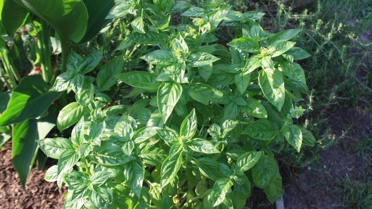 Sweet basil is often a top choice for people who combine culinary and gardening skills. But basil is quite easy to grow in our warm summers, either in the ground or in pots.