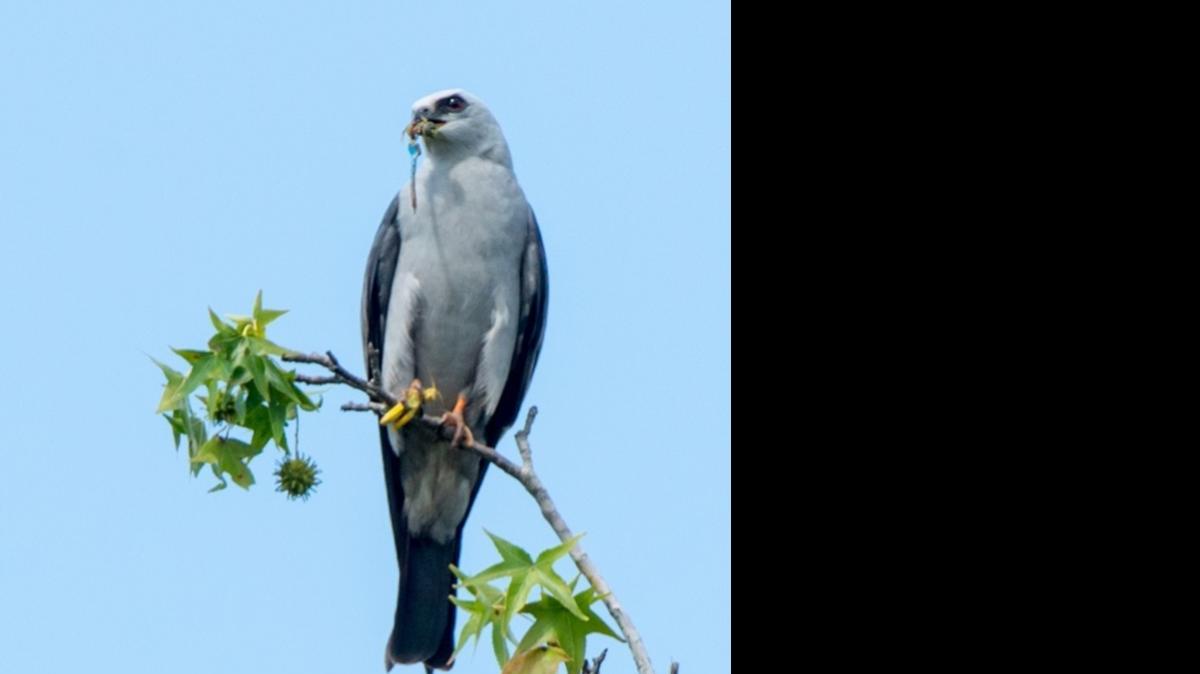 
Mississippi kite 

