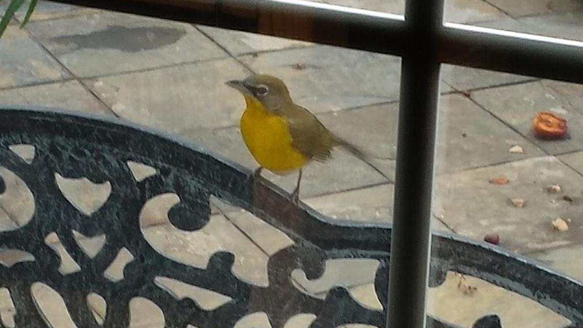 In a rare occurrence for Charlotte, a yellow-breasted chat has been seen coming to feeders and pecking at the host’s windows.