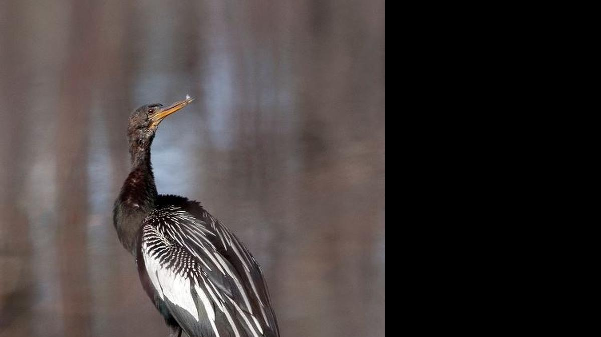 
The anhinga makes its home in southeastern swamps.
