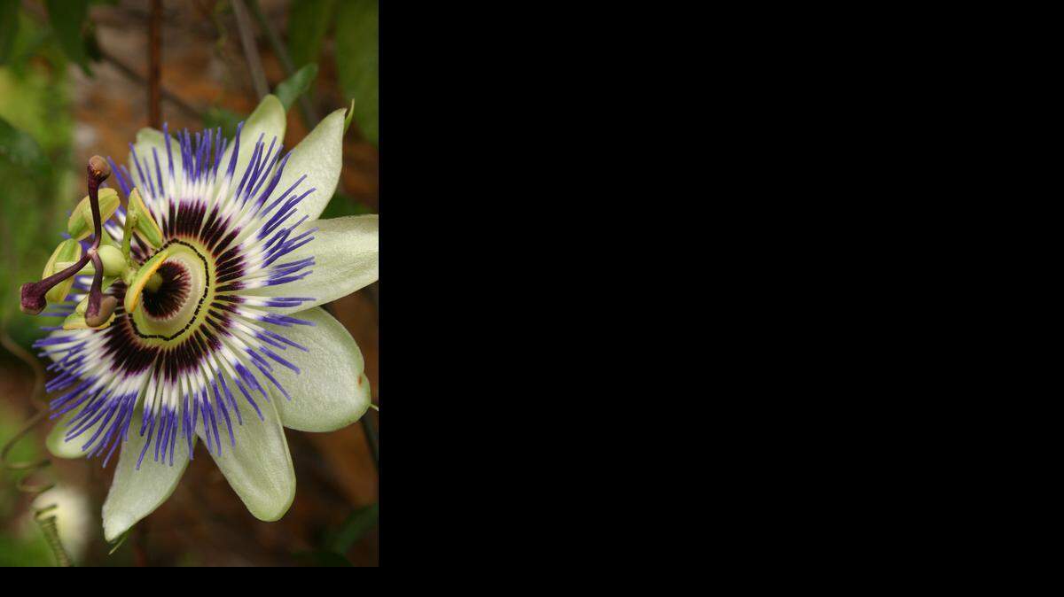 
It might look prissy, but passion flower vine performs better with minimal care. Its blossoms can be up to 6 inches across.


