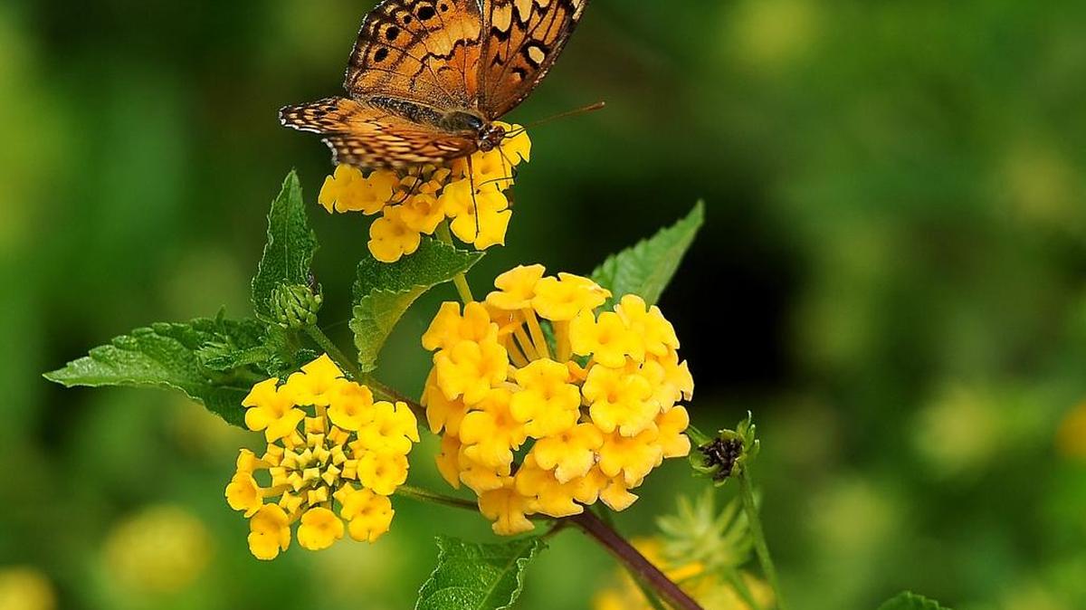 Besides adding hot-weather color, lantana plants also attract butterflies.