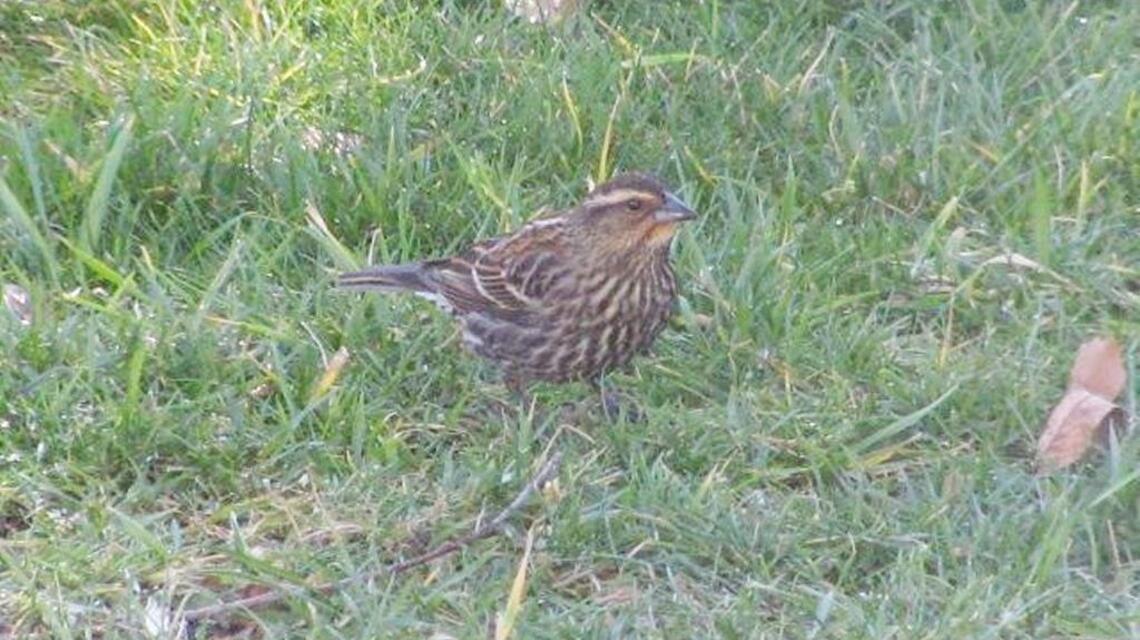 Rush of warm air has lots of new bird species flocking to Charlotte