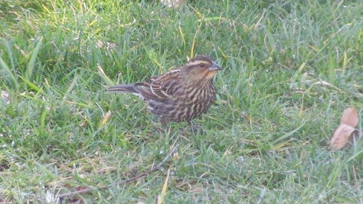 Female red-winged black birds don’t resemble a blackbird at all.
