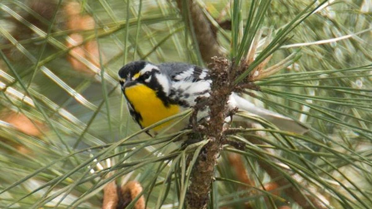 The photo this week is of a yellow-throated warbler by Jeff Lemons