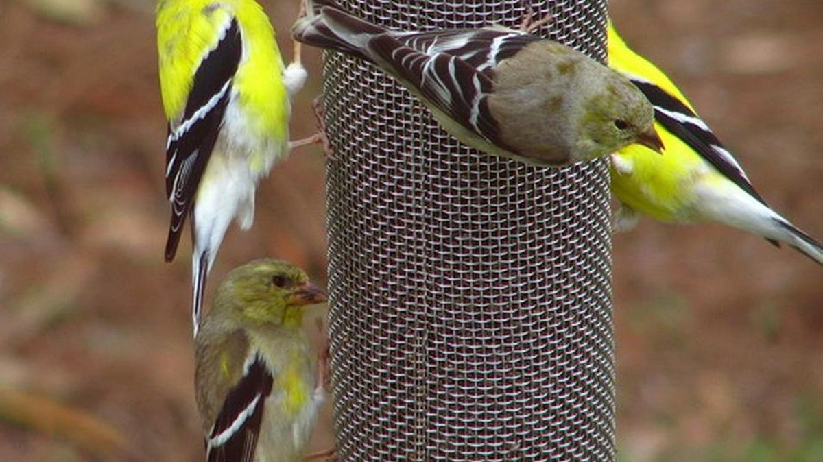 If you have goldfinches you perhaps have noticed the gradual change from the relatively drab dull olive plumage of winter birds to the yellow plumage of male birds. Many individuals still exhibit a mottled mix of dull yellow and dull olive but they will rapidly continue toward bright yellow for the next few weeks.