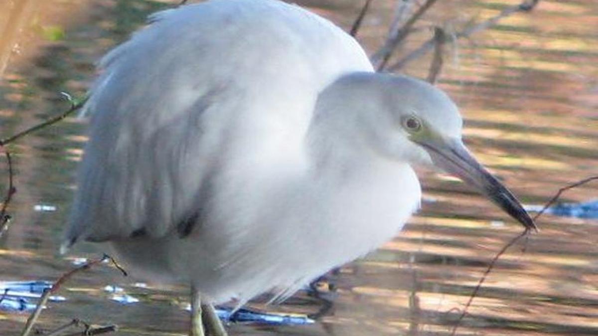 A young blue heron.