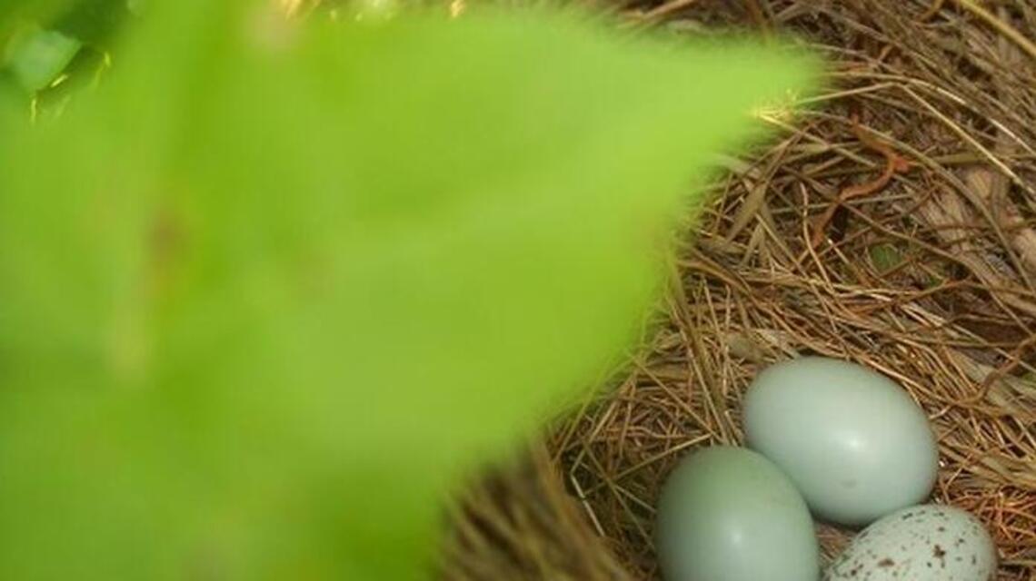 Brown-headed cowbirds leave their eggs in other species’ nests