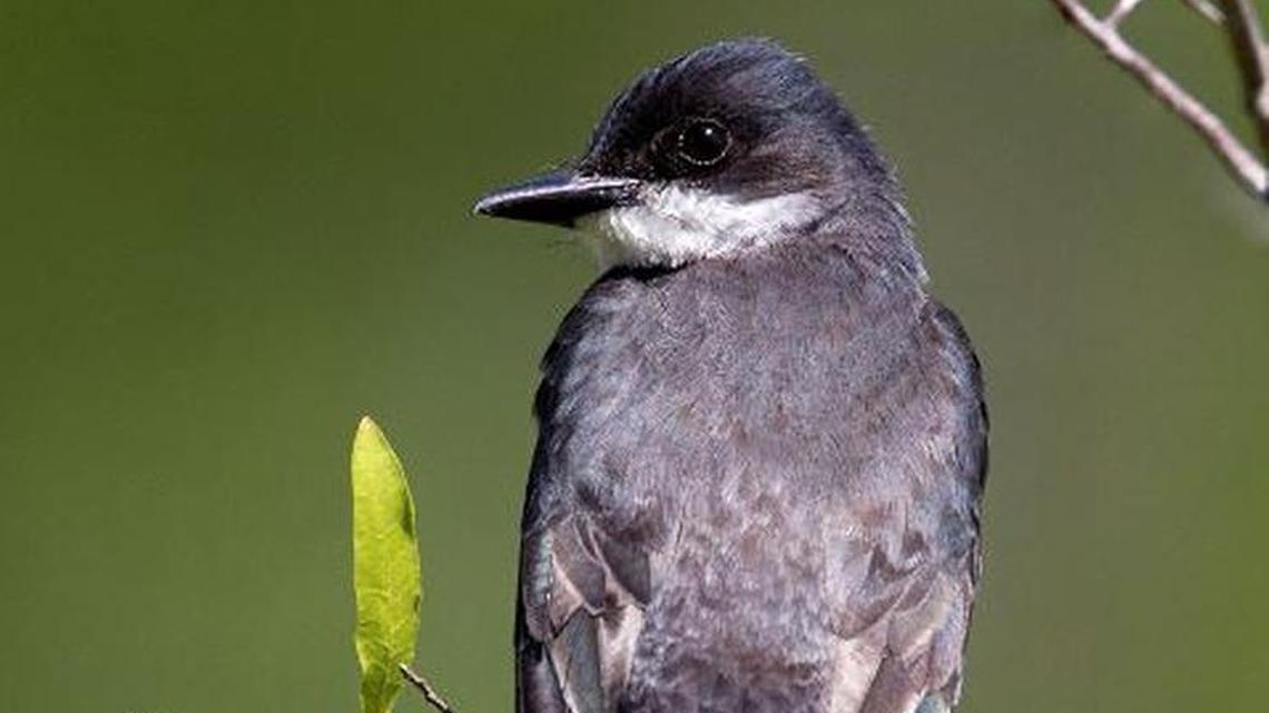 Eastern kingbird