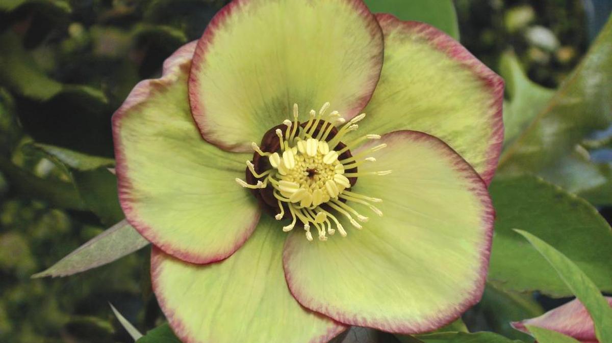 Lenten roses produce long-lasting blooms starting in late winter