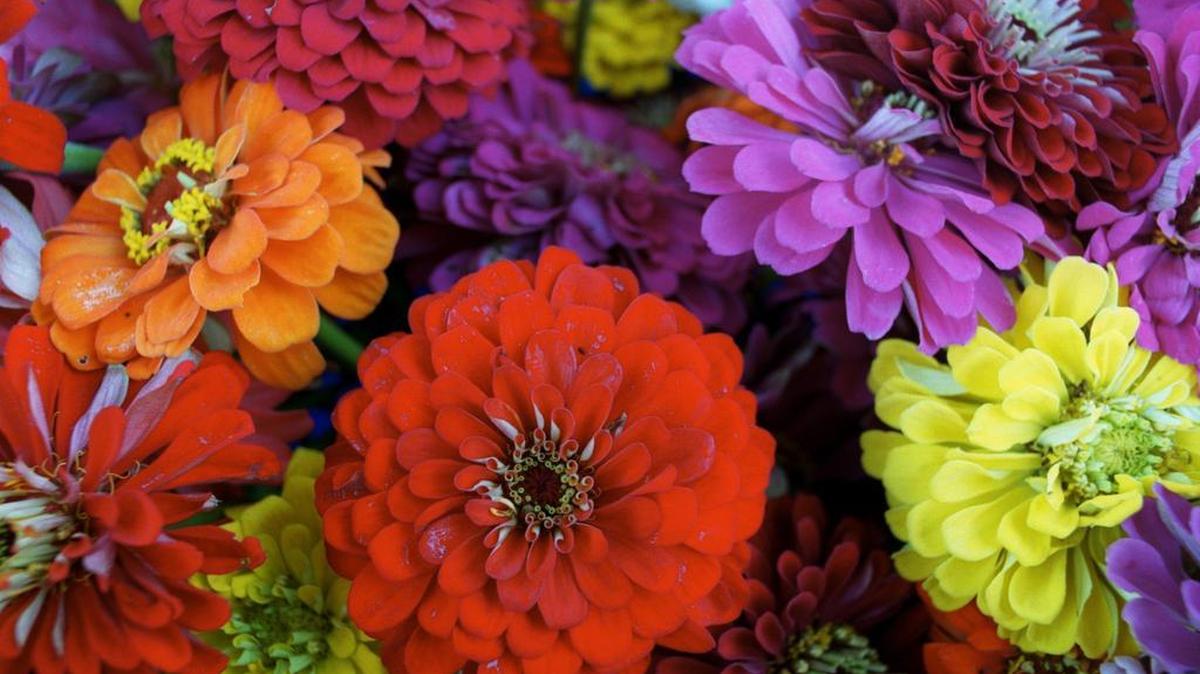 Zinnias come in a huge range of colors that make them an easy choice to sow as seeds in late spring.