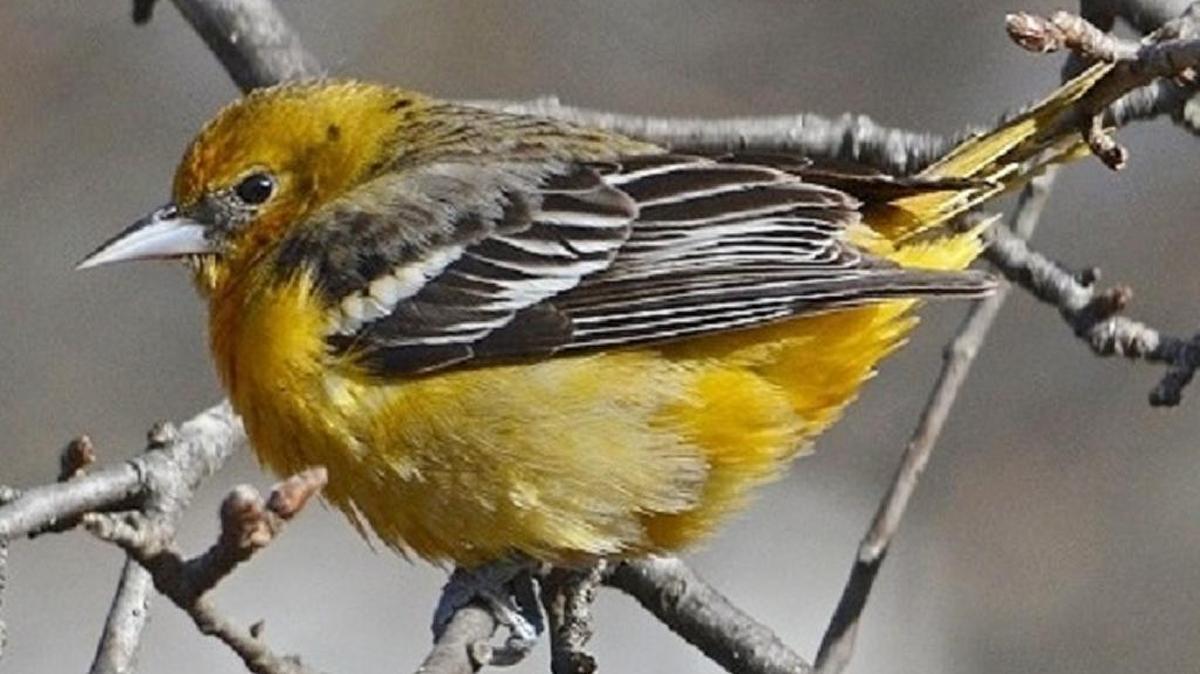 Baltimore orioles are all beautiful birds.