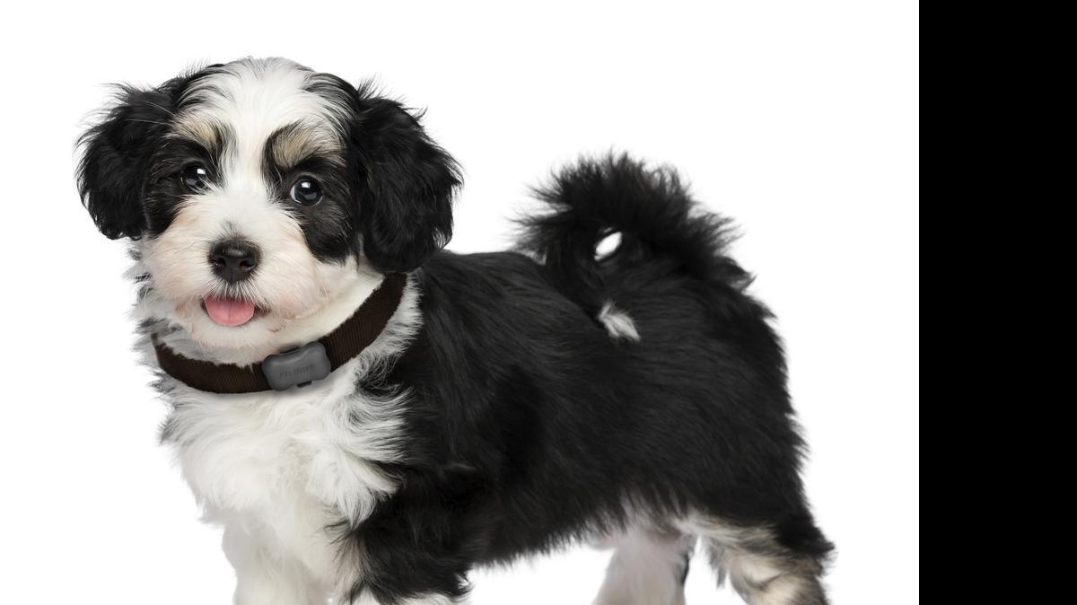 
Shaped like a miniature dog bone and available in five colors, FitBark attaches to your dog’s collar and tracks its activity.
