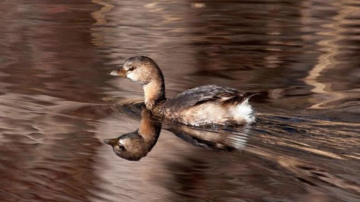 Pied-billed grebes are among the birds that can be seen at Colonel Francis Beaty Park.