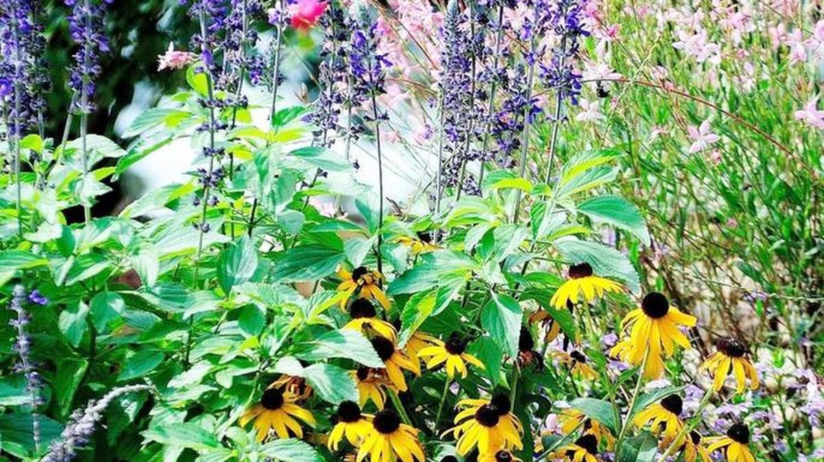 A nice combination of perennials makes this flowerbed a lovely sight in midsummer. The plants include Mystic Spires blue salvia, Goldsturm rudbeckia and Pink Fountain gaura.