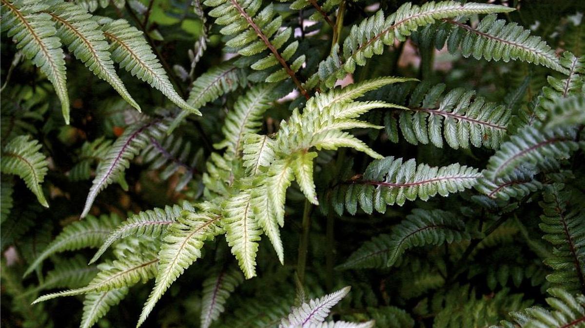 Japanese painted ferns are one of the most beautiful ferns and well suited for use as a ground cover.
