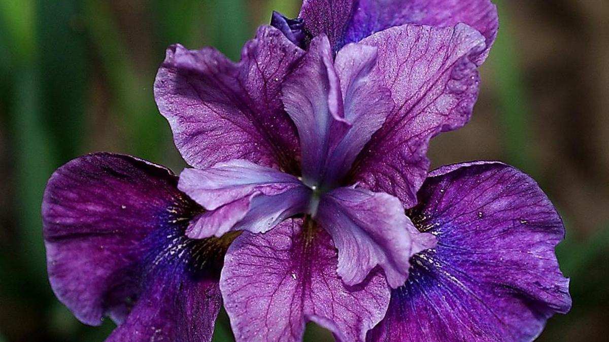 This Siberian iris named Roaring Jelly shows the richness of color and beauty of form these irises possess.