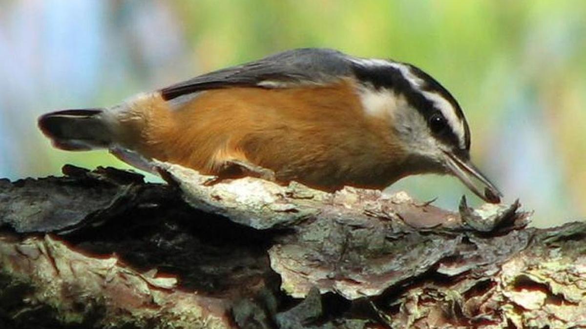 Just a week ago I heard the familiar nasal toot, toot, toot of a red-breasted nuthatch right in my own yard, a sound I hadn’t heard locally for some years. Within the next couple of days a few more reports came in from adjacent Gaston County and other areas of the piedmont and coastal plain of both Carolinas. It’s not a full-scale invasion as yet but we are off to a promising start.