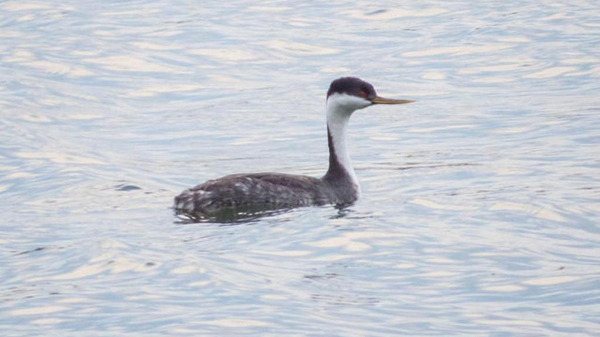 Western Grebe