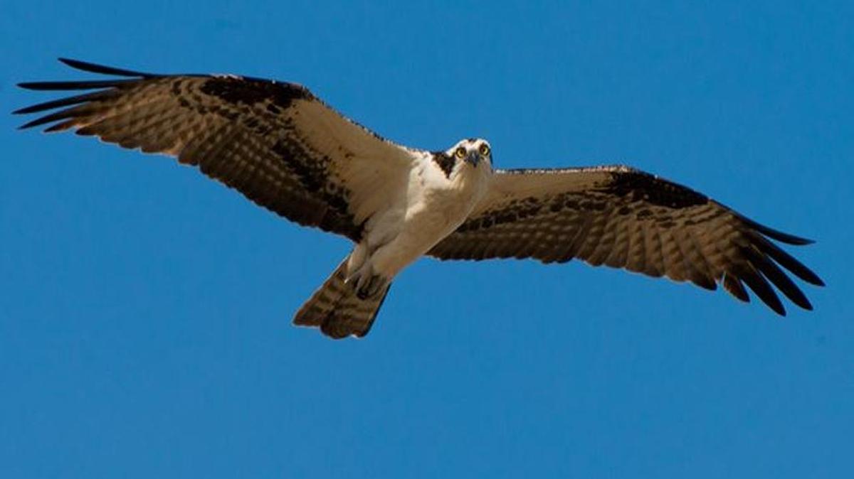 Osprey, photo by Phil Fowler