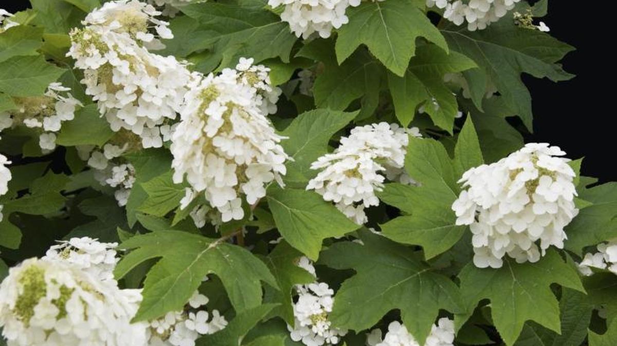 The oak-leaf hydrangea, blooming now, is a magnificent choice for a home landscape.