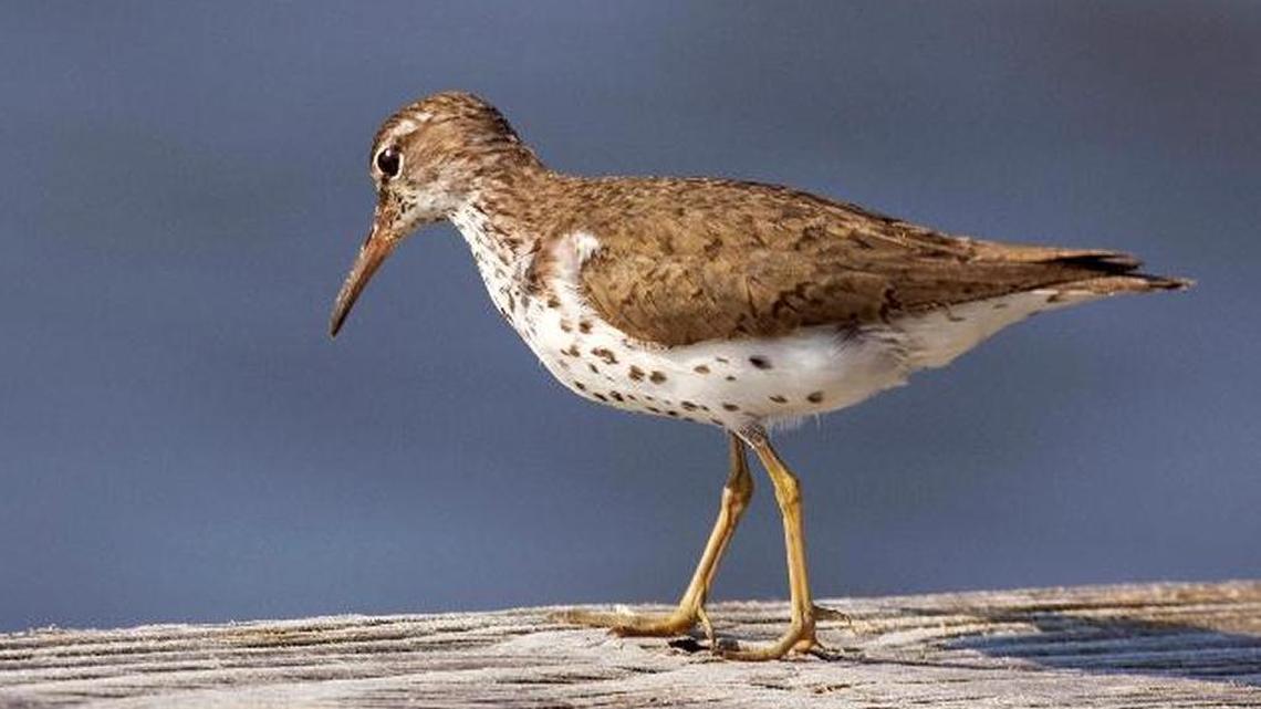 The appearance of a spotted sandpiper at Cowan’s Ford Refuge is evidence that fall migration is under way for shorebirds.