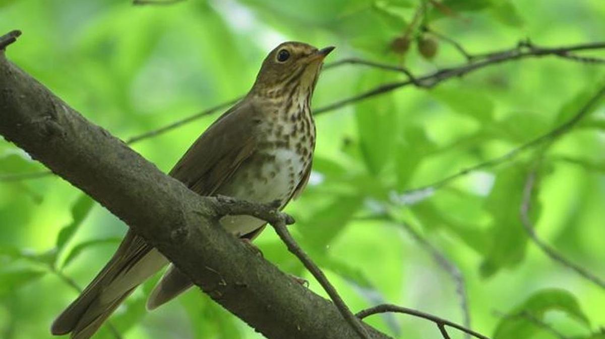 
The photo this week is of a Swainson’s thrush by Lee Weber
