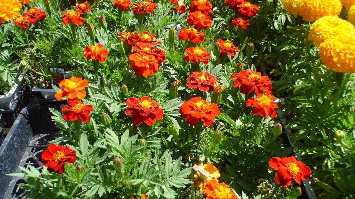 Two kinds of marigolds, the red dwarf French marigolds and a taller yellow, show how well these colors combine.