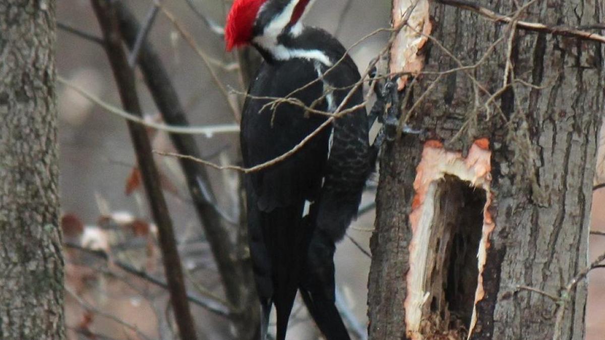 Pileated woodpecker