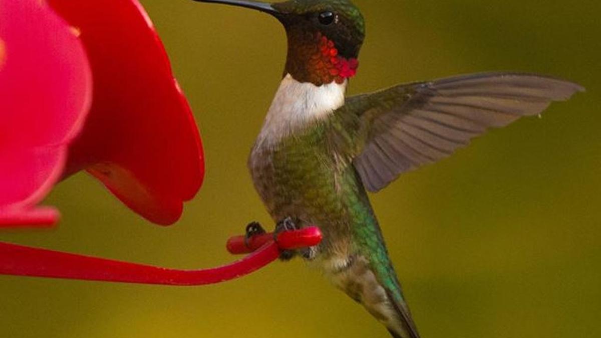 Male ruby-throated hummingbird