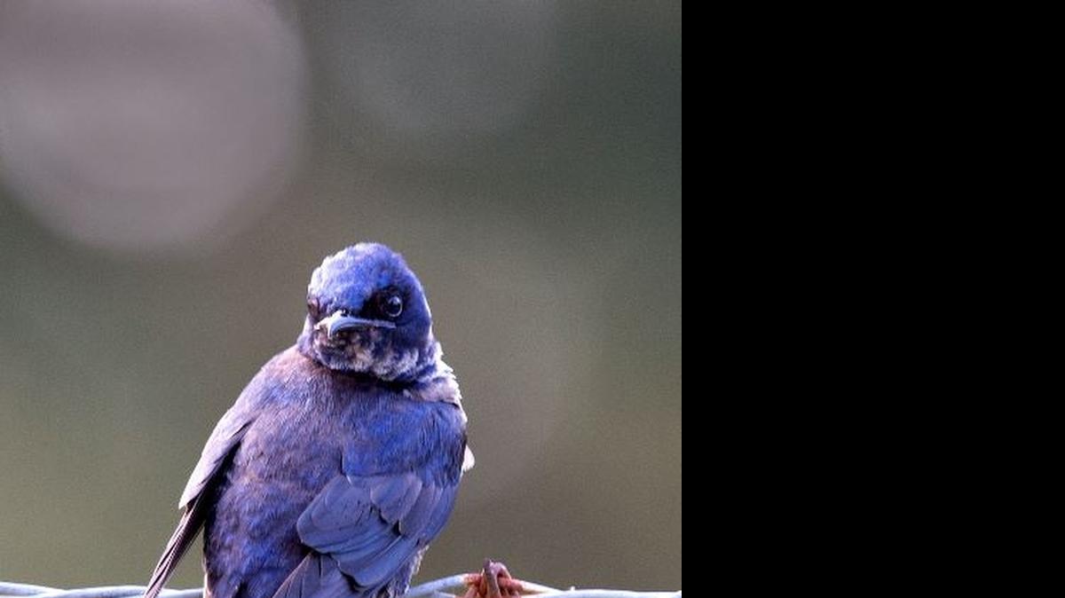 
The time of year has come that purple martins will soon abandon the houses and gourds where they raised their chicks, if they haven’t already.
