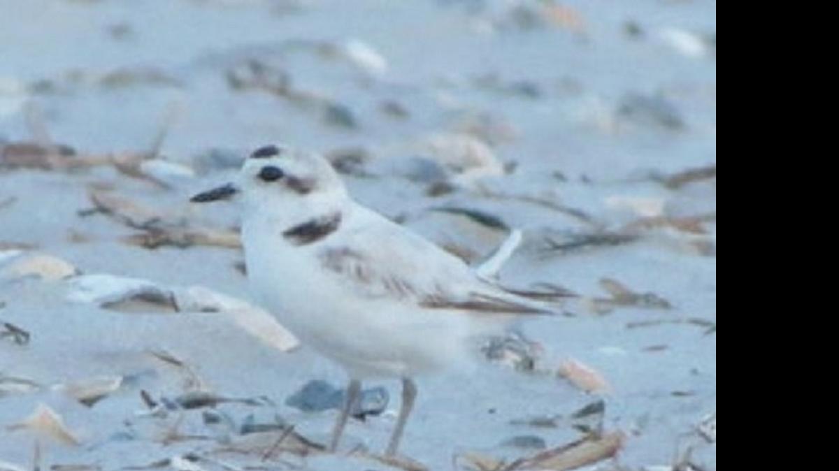 
Snowy plovers love barren sand flats where the bleached sand matches their plumage. 

