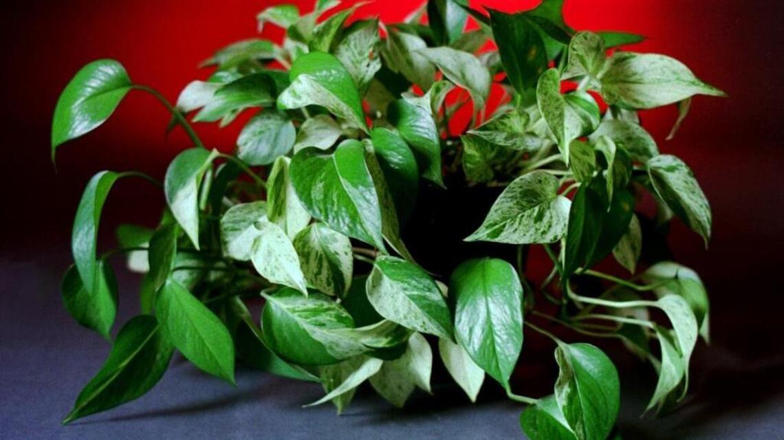 Move house plants indoors now to avoid autumn chill